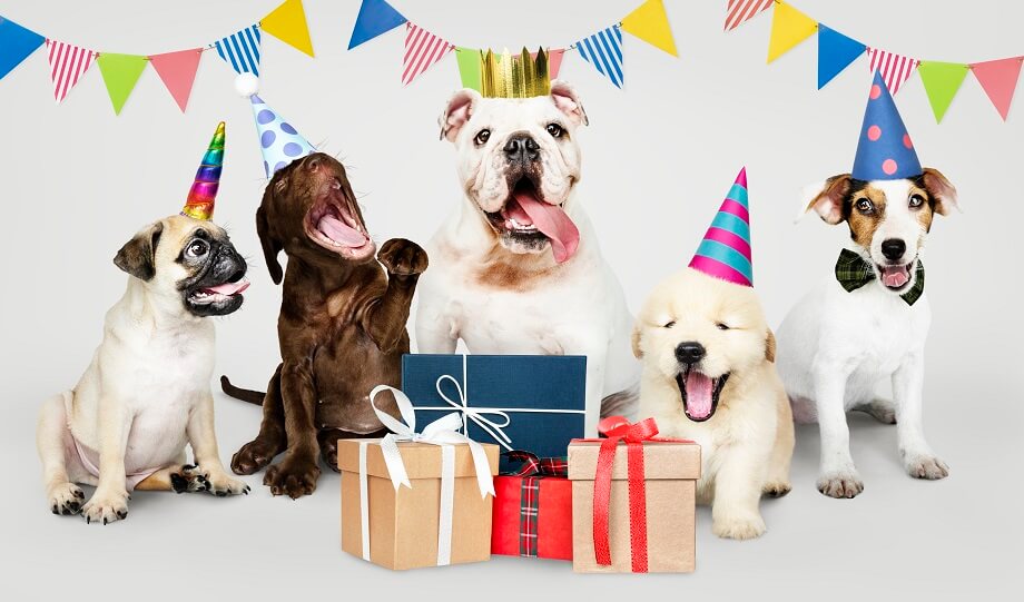 Ultimate guide to throwing your pup a birthday party: Tips and Ideas